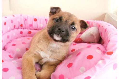 成約済の大阪府のミックス犬-2879の1枚目